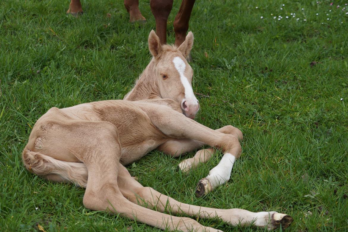 Palomino Hedegaards fair annabell billede 10