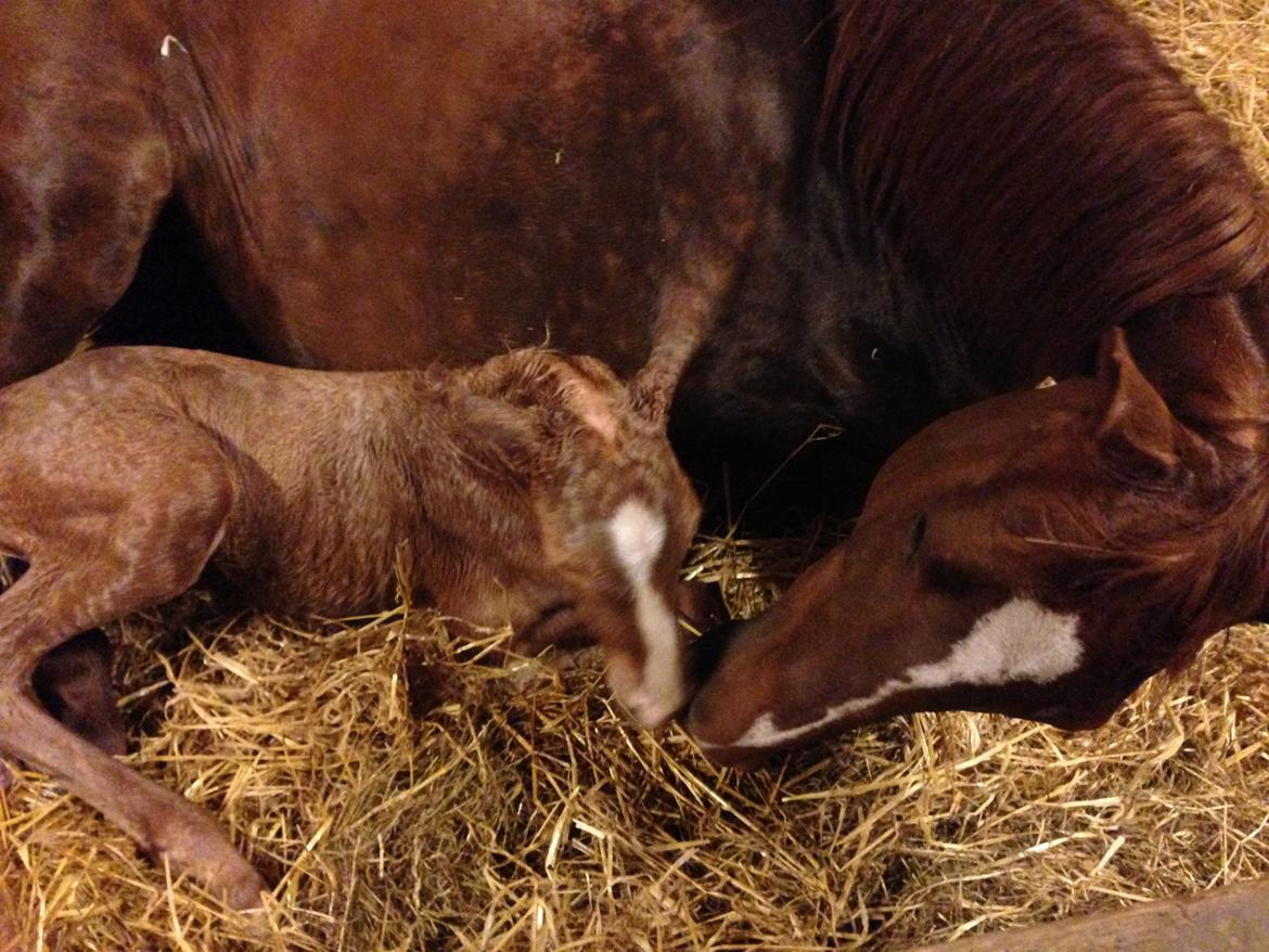 Palomino Hedegaards fair annabell billede 12