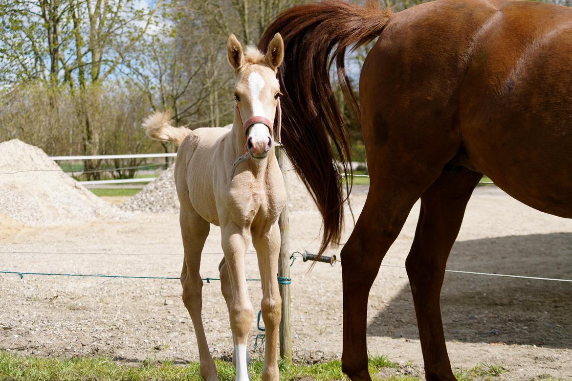 Palomino Hedegaards fair annabell billede 13