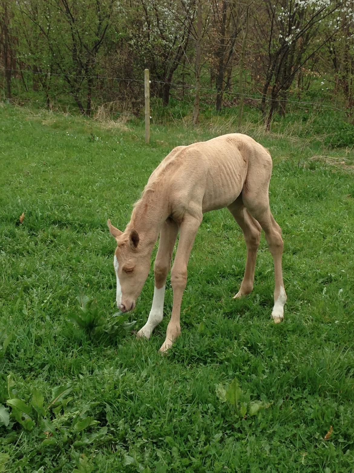 Palomino Hedegaards fair annabell billede 11