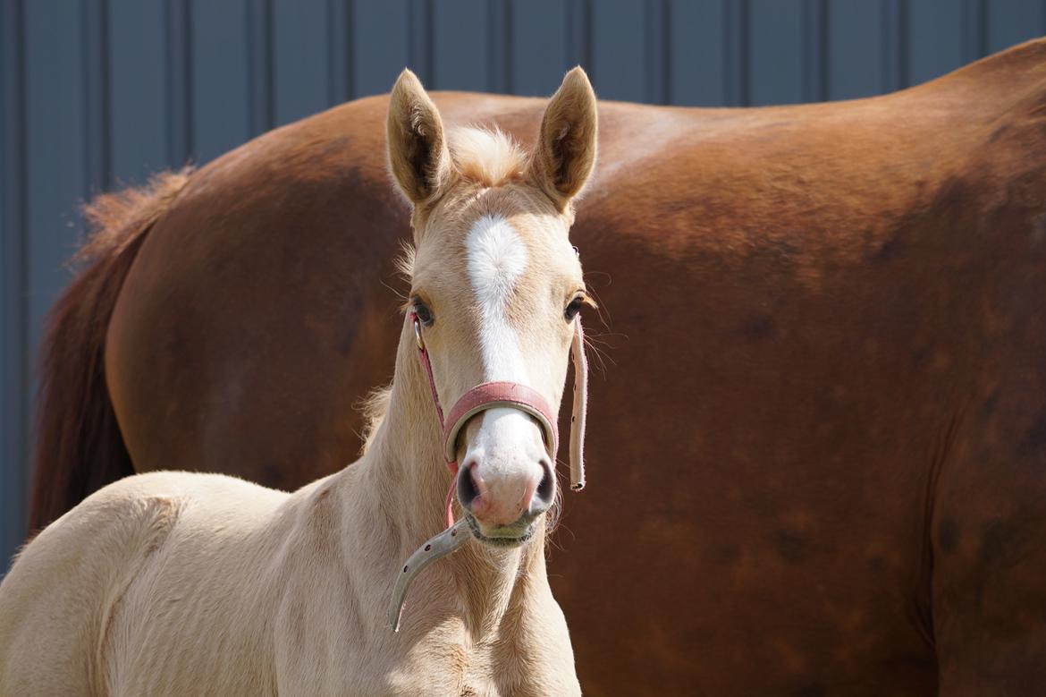 Palomino Hedegaards fair annabell billede 14