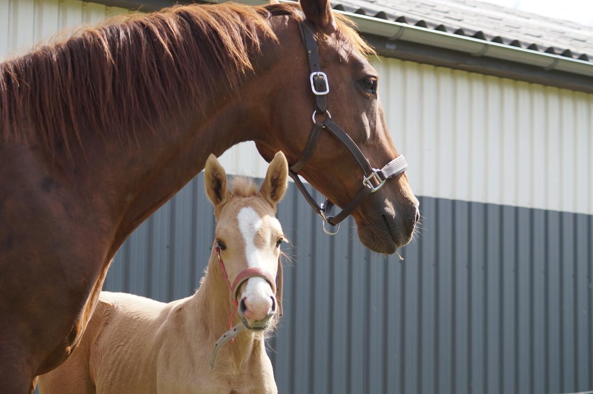 Palomino Hedegaards fair annabell billede 16