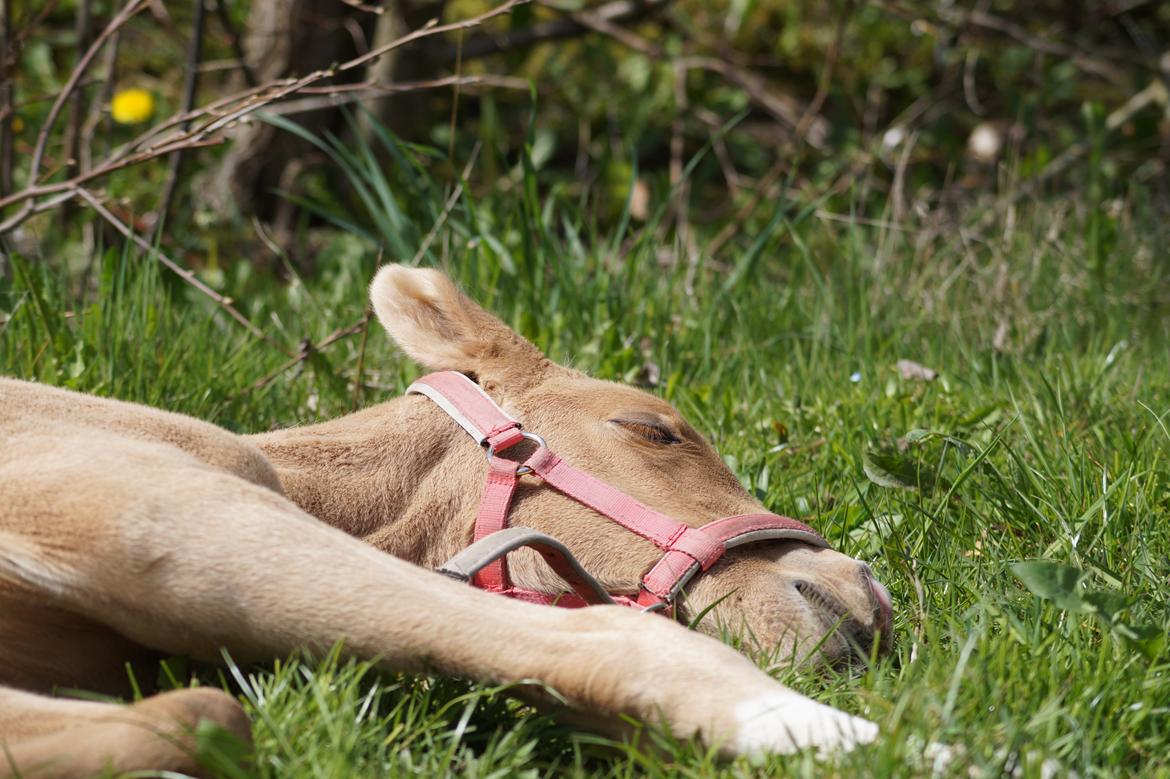 Palomino Hedegaards fair annabell billede 17