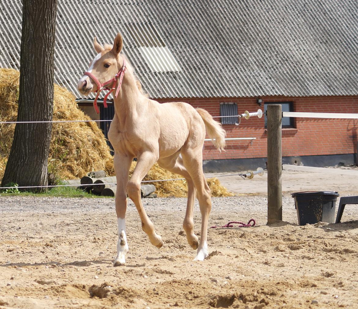 Palomino Hedegaards fair annabell billede 18