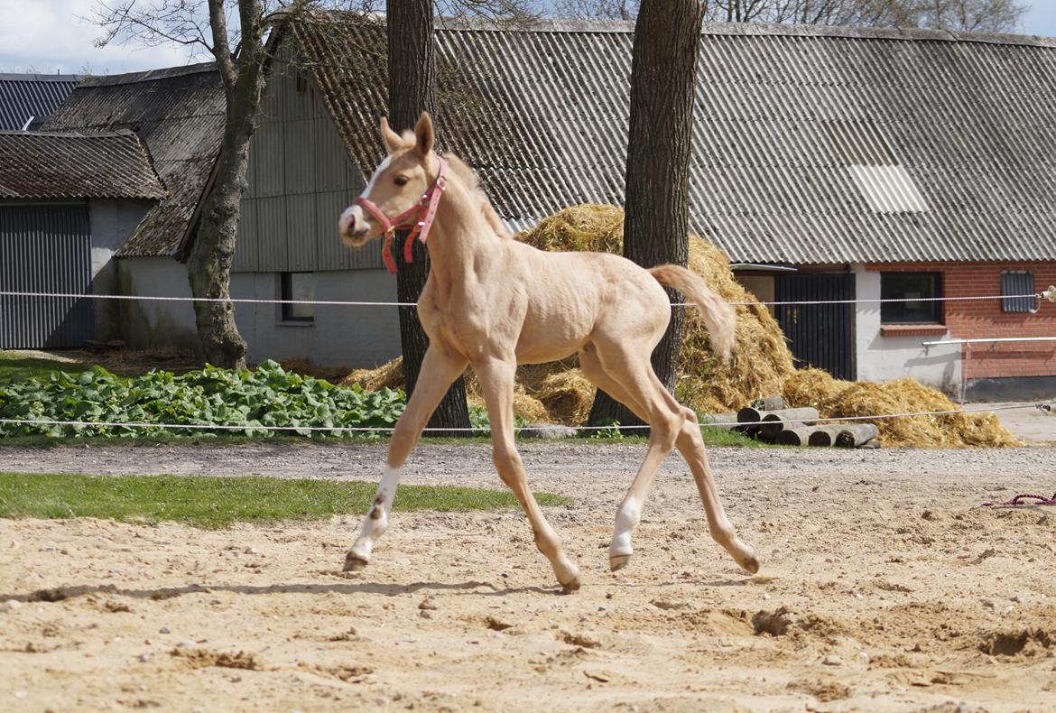 Palomino Hedegaards fair annabell billede 19