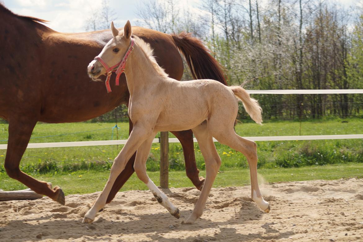 Palomino Hedegaards fair annabell billede 20