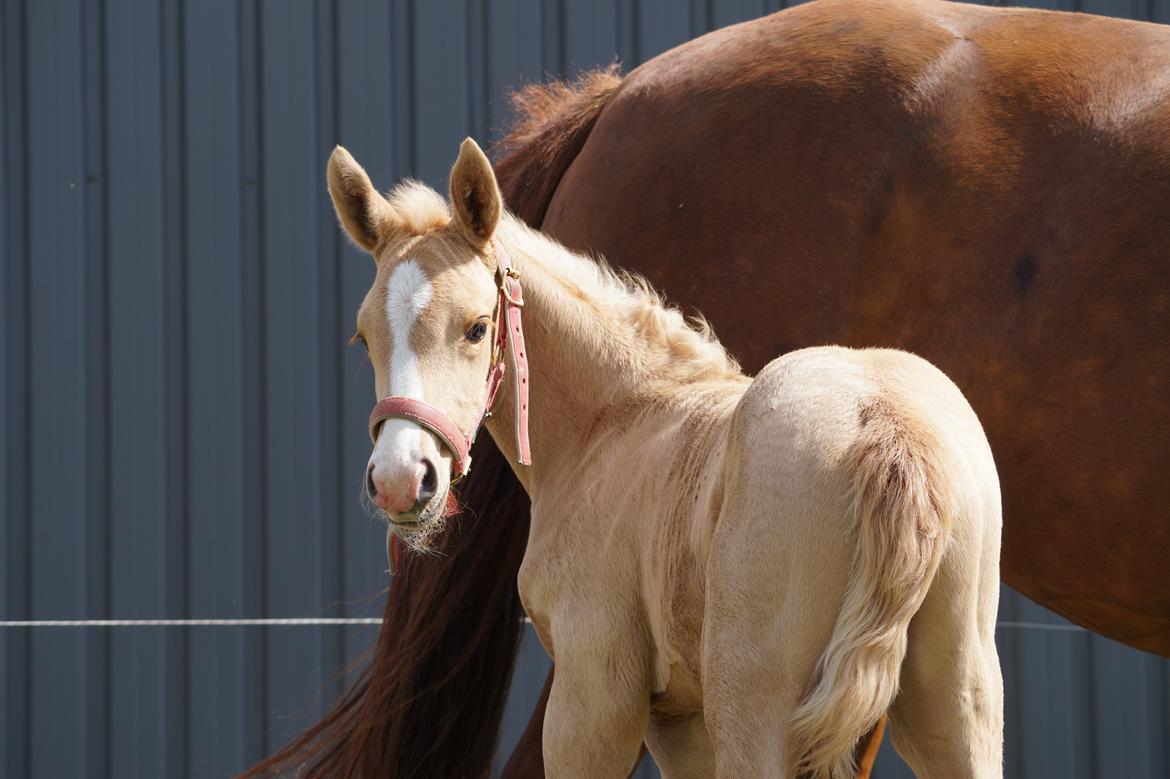 Palomino Hedegaards fair annabell billede 15