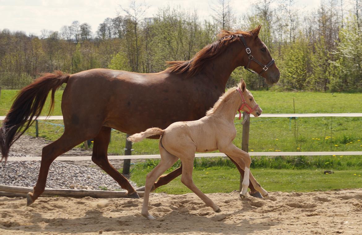 Palomino Hedegaards fair annabell billede 21