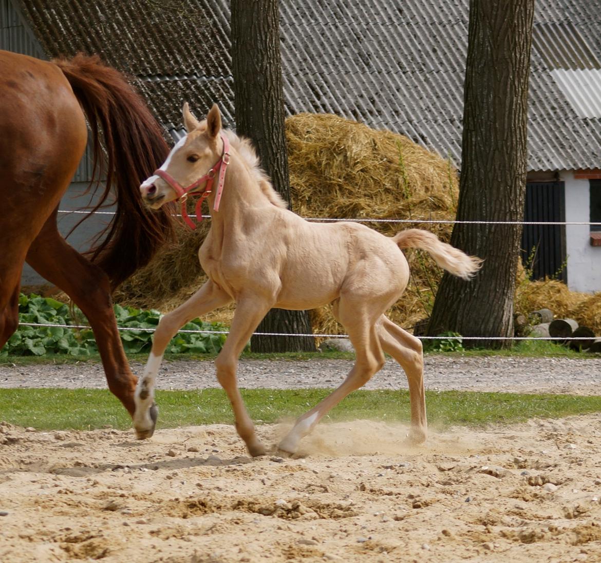 Palomino Hedegaards fair annabell billede 24