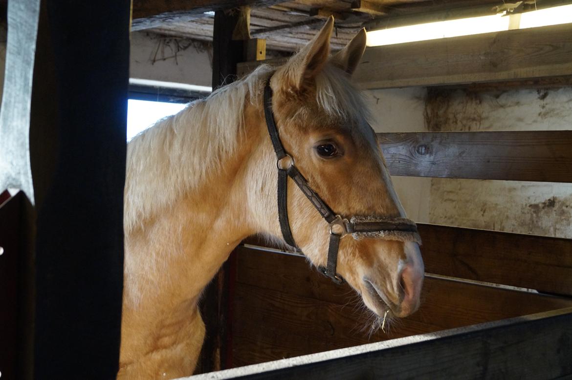 Palomino Hedegaards fair annabell billede 25
