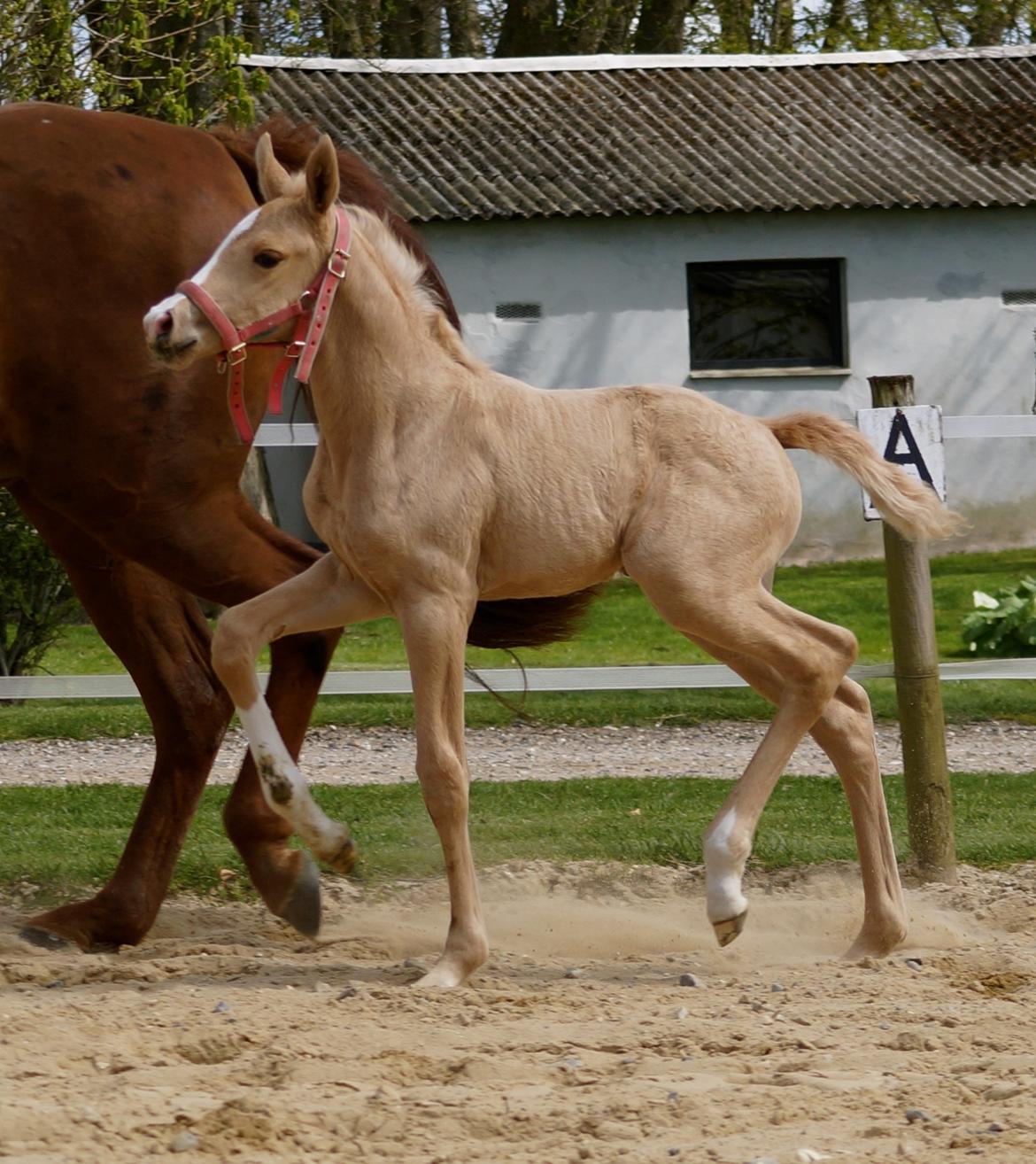 Palomino Hedegaards fair annabell billede 23