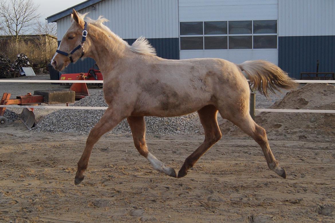 Palomino Hedegaards fair annabell billede 26