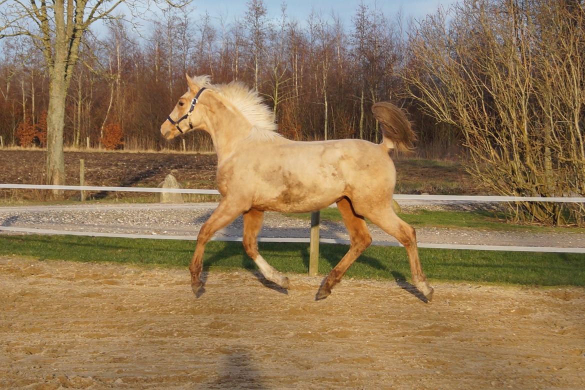 Palomino Hedegaards fair annabell billede 2