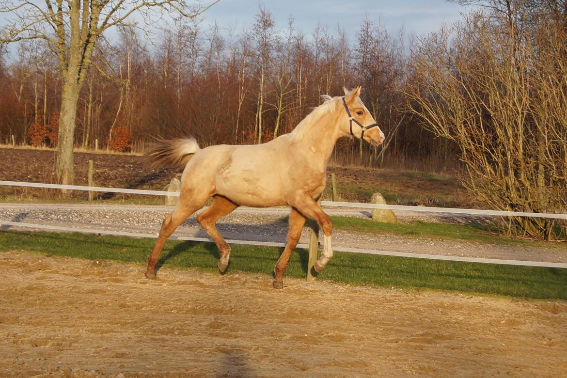 Palomino Hedegaards fair annabell billede 4