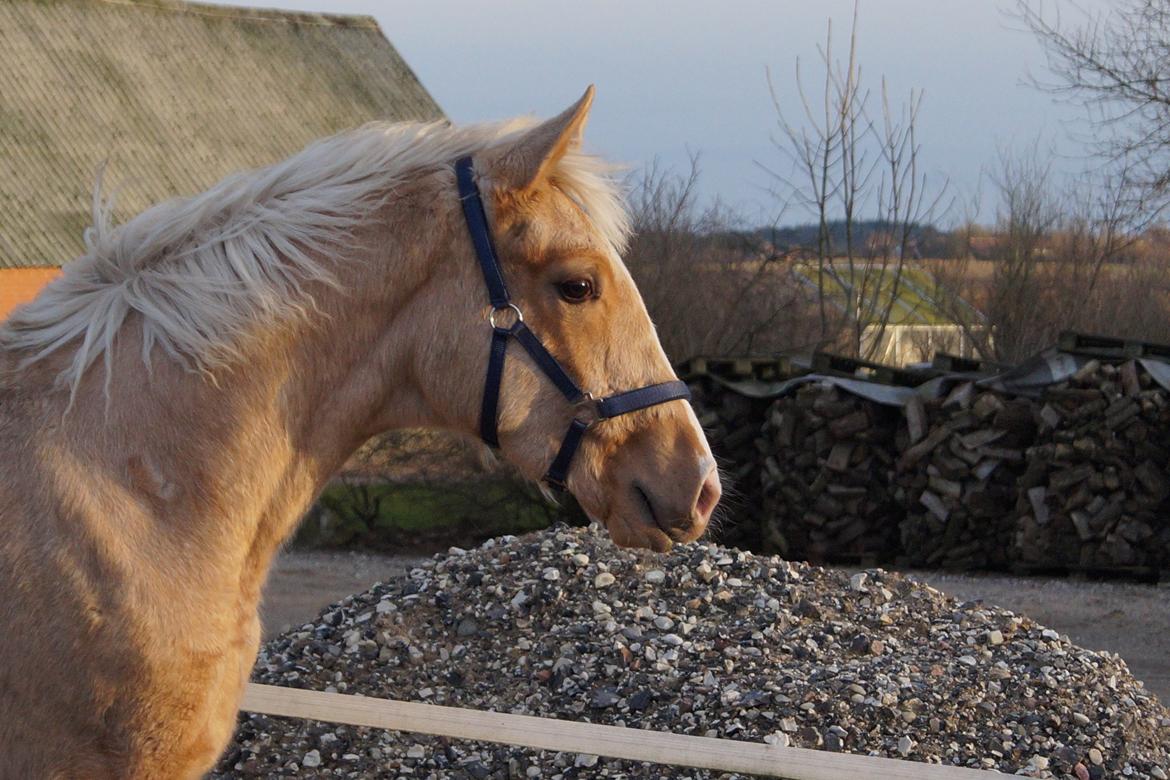 Palomino Hedegaards fair annabell billede 1