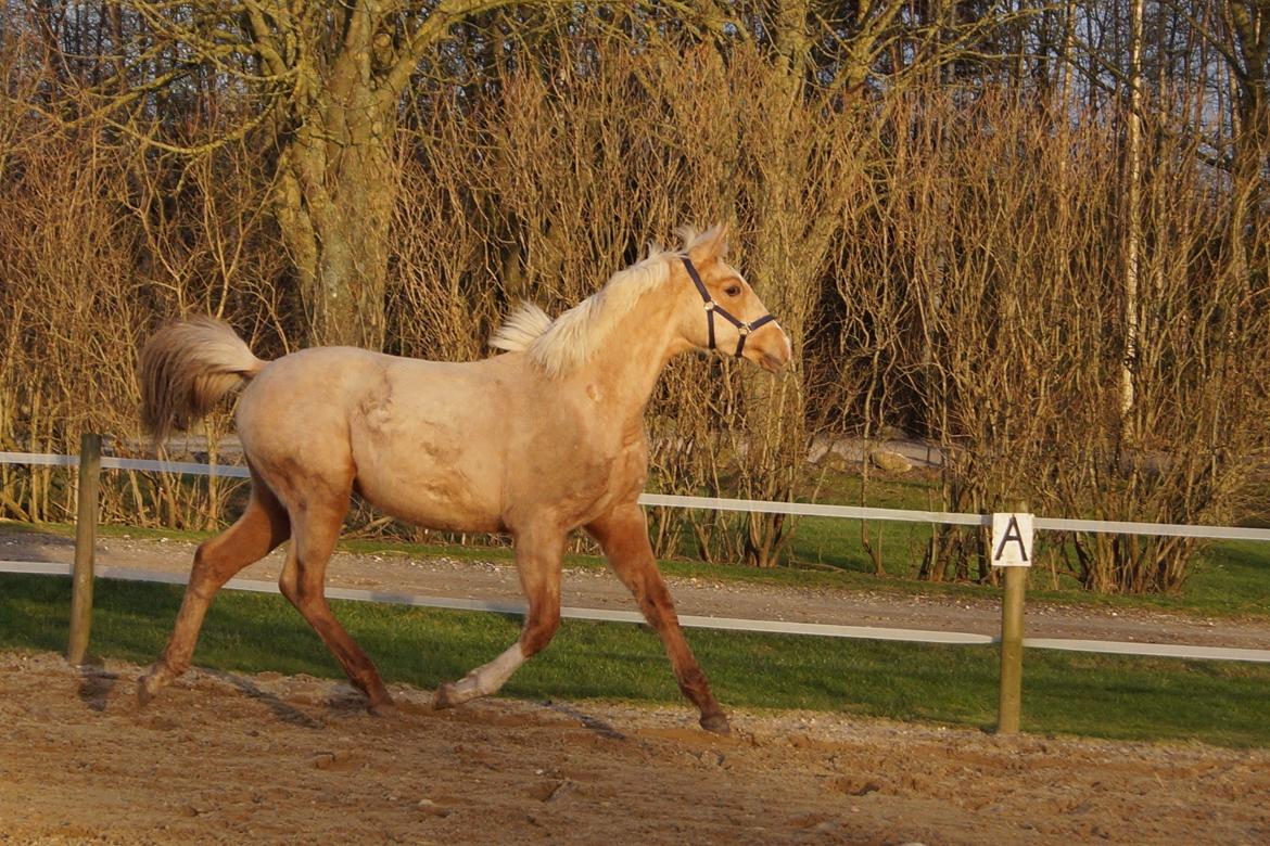 Palomino Hedegaards fair annabell billede 3