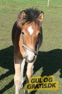 Anden særlig race April billede 2