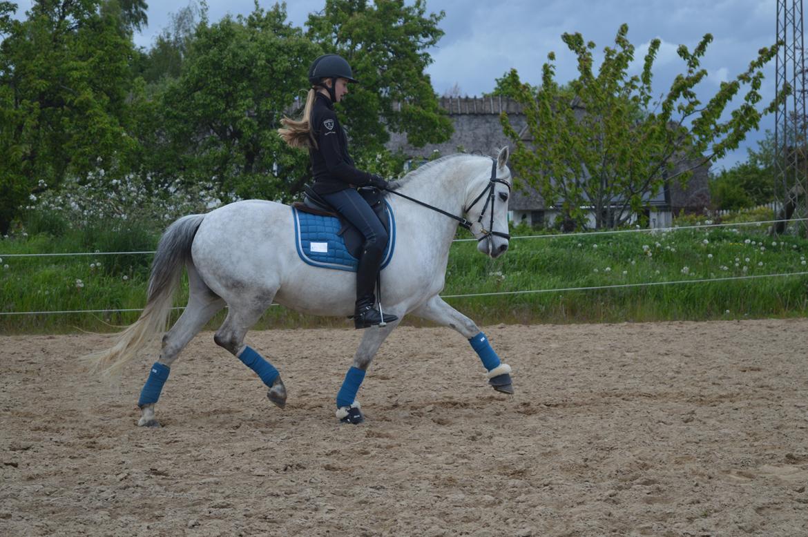 DSP Jean Le'Penn A PONY  billede 5