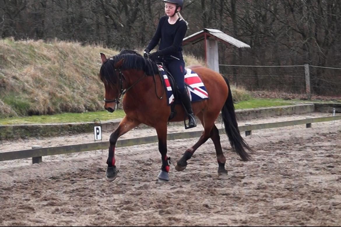 Welsh Cob (sec D) Danruss Daniel  - Forår 2015  billede 8