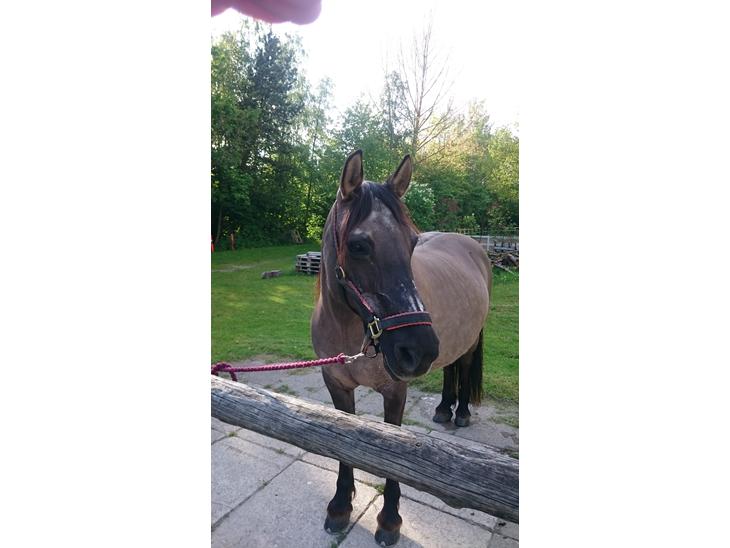 {{currentPhoto.altText}} billede {{currentPhoto.number}}