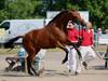 Dansk Varmblod TWINHORS DON'A BALLERINA