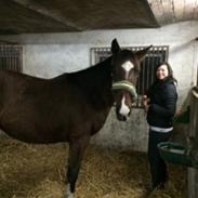 Dansk Varmblod Salvana Ebony