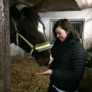 Dansk Varmblod Salvana Ebony