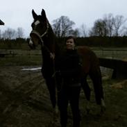 Dansk Varmblod Salvana Ebony