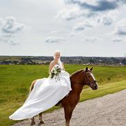 Tyroler Haflinger Alain