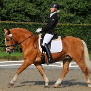 Tyroler Haflinger Alain