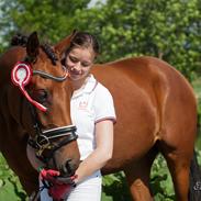 Dansk Varmblod TWINHORS DON'A BALLERINA