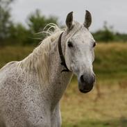 Arabisk fuldblod (OX) Azeem