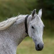 Arabisk fuldblod (OX) Azeem