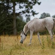 Arabisk fuldblod (OX) Azeem