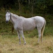 Arabisk fuldblod (OX) Azeem