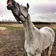 Arabisk fuldblod (OX) Azeem