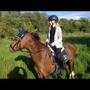 Welsh Pony (sec B) Gobell Chancer (tidligere pony)