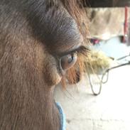 Anden særlig race Buster