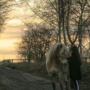 Tyroler Haflinger Waikato
