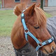 Anden særlig race Prins Pingpong Percy