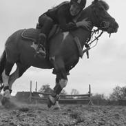 Anden særlig race Prins Pingpong Percy