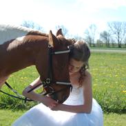 Anden særlig race Prins Pingpong Percy