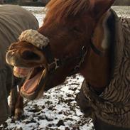 Anden særlig race Prins Pingpong Percy