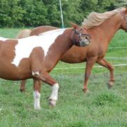 Anden særlig race Prins Pingpong Percy