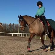 New Forest Elmholts Chasse'