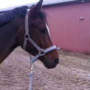 Hollandsk Sportspony Orlean