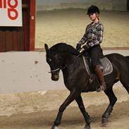 Dansk Varmblod Casia Ras