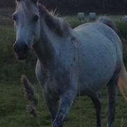 Anden særlig race Playboy Comet