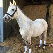 Anden særlig race Playboy Comet