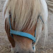 Shetlænder Skovgaardens asterix